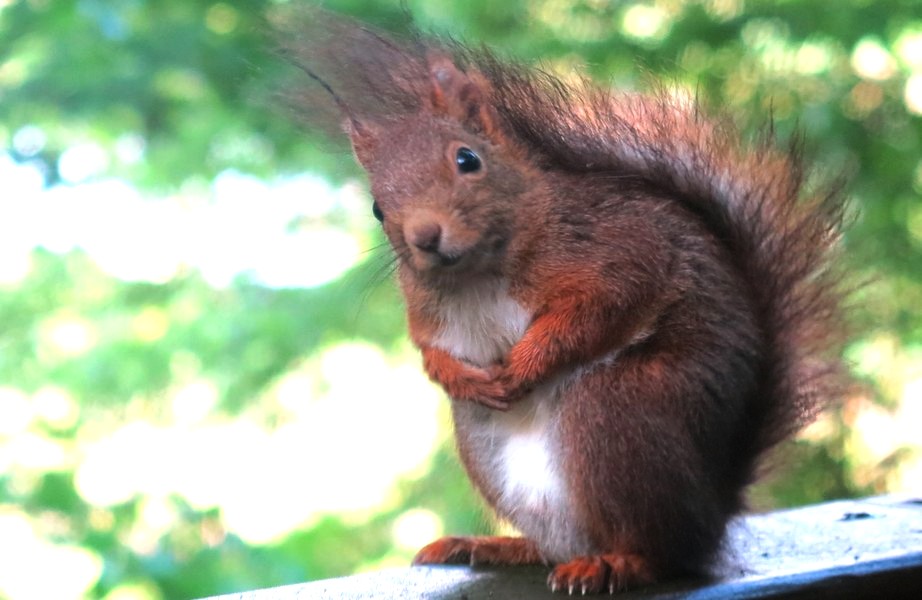 Ecureuils observé depuis une de nos cabanes dans les arbres