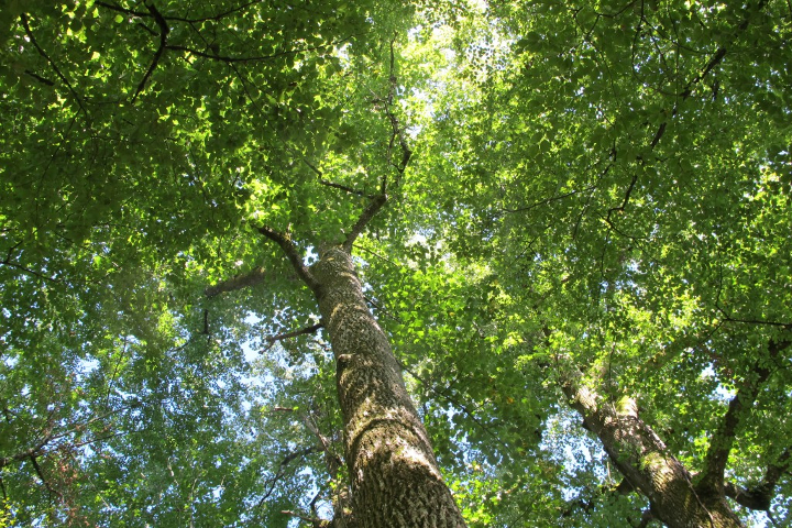 canopee-cabanes-arbres